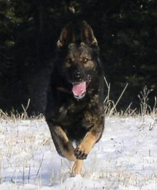 Puppies on Diamond K9   Working German Shepherds